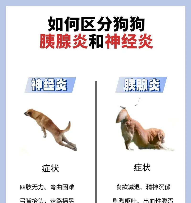 狗狗胰腺炎输液的时长及注意事项（胰腺炎治疗中的液体输注时间和关键考虑因素）