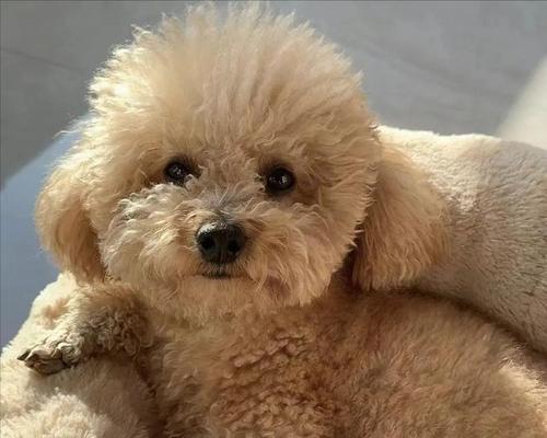 贵宾犬的体重管理与健康（解决贵宾犬过胖和过瘦的问题及原因分析）