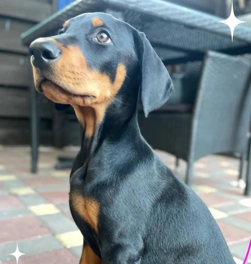 如何科学饲养杜宾犬？（全面了解杜宾犬的饲养要点，打造快乐健康的宠物生活）
