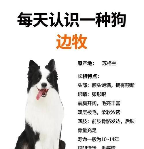 边牧大换毛后多久毛变漂亮？（换毛周期及护理技巧，）