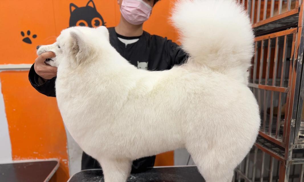 萨摩剃毛多久长大？解答（萨摩剃毛需要多久？了解时间周期！）
