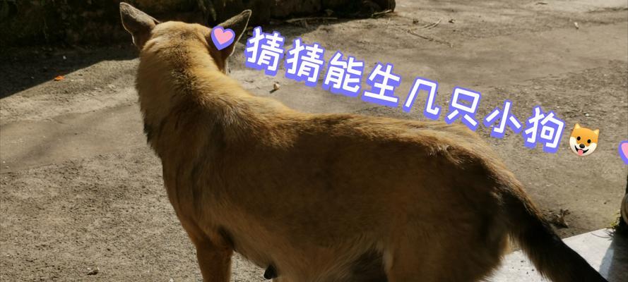 从配对到生产，狗狗需要多久？（探索狗狗繁殖周期的关键因素）