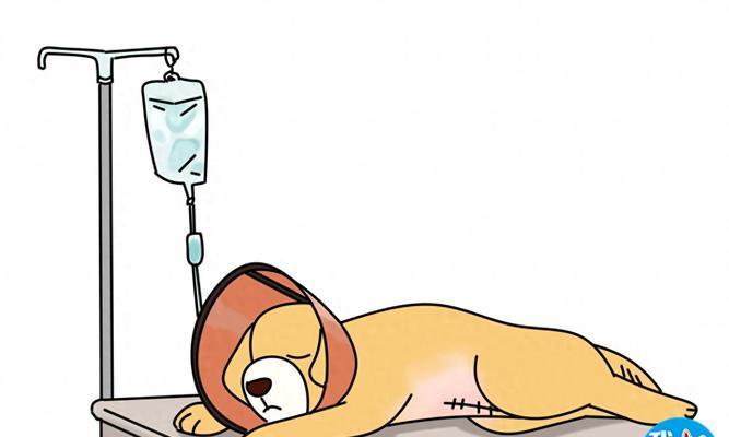狗狗剖腹产后多久可以开始进食？（剖腹产后饮食恢复时间及注意事项）