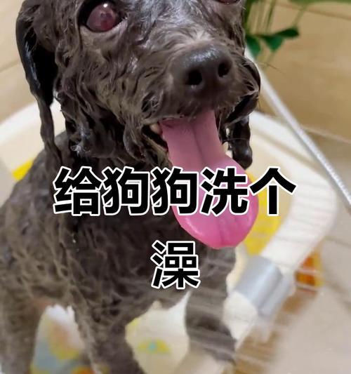 泰迪生完后多久可以洗澡？（探讨泰迪生产后洗澡的最佳时机和注意事项）