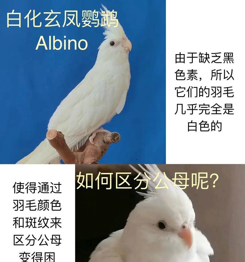 玄凤鹦鹉的饲养之道（了解玄凤鹦鹉的特点和喂养注意事项，打造幸福的鹦鹉生活）