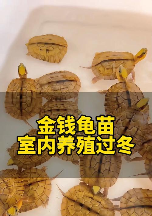 金钱龟的饲养技术