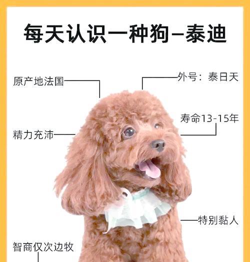探究泰迪狗的寿命（揭示泰迪狗寿命的关键因素及如何延长其寿命）