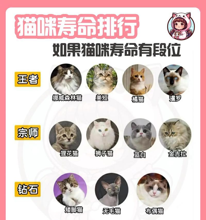 神奇的猫咪（探秘以出生15的猫咪的睡眠习惯）