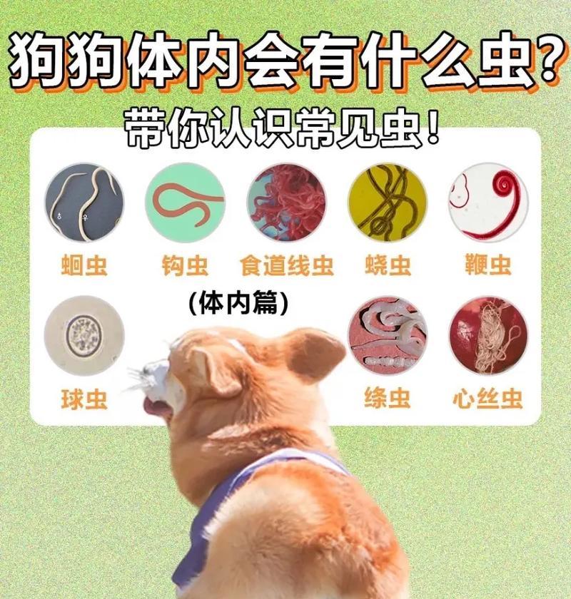 狗狗肚子蛔虫症状大揭秘（了解蛔虫症状，保护你的爱犬健康）