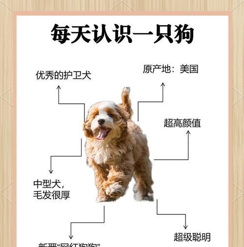 可蒙犬的洗澡频率与注意事项（了解可蒙犬洗澡的最佳时间和方法，让它保持健康与舒适）