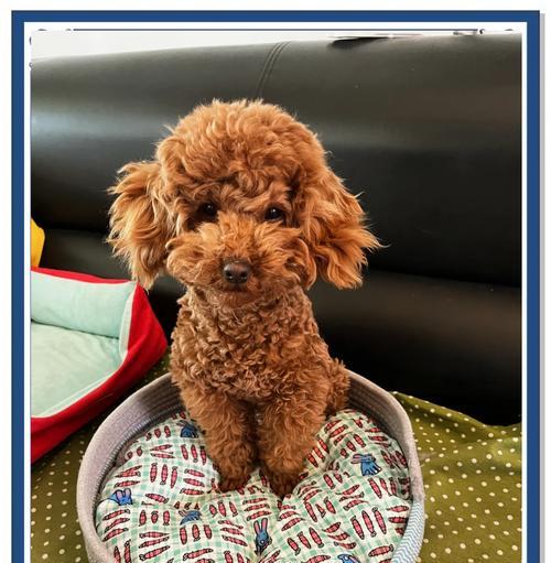 探究泰迪犬的寿命（泰迪犬生命周期的长短取决于多种因素）