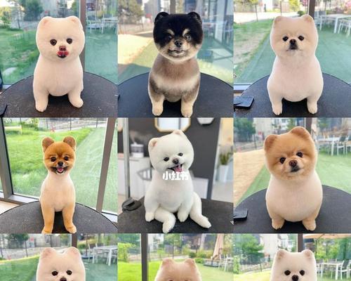 博美犬美容频率及注意事项（博美犬美容周期、适合的美容方式、及保持卫生的建议）