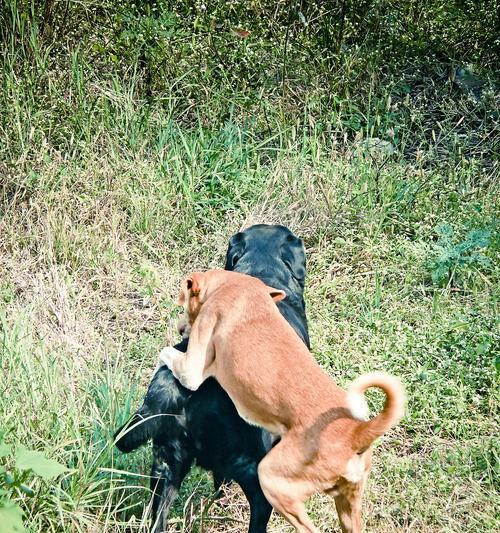狗狗交配后的出血现象分析（原因、正常性及相关注意事项）