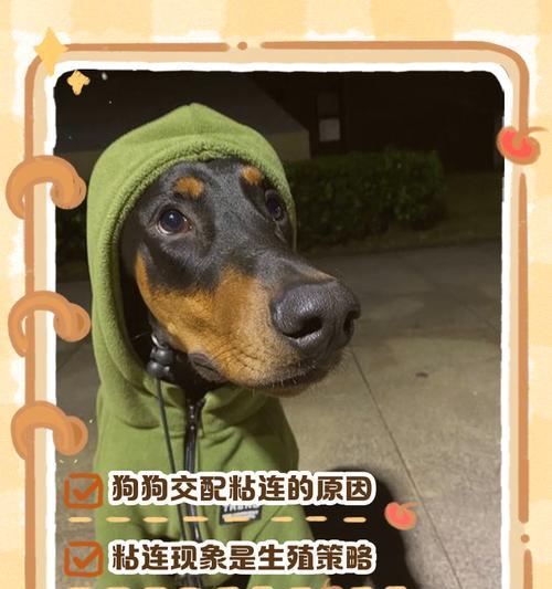 犬类交配中的锁定现象（探究犬类交配时无法分开的原因及影响）