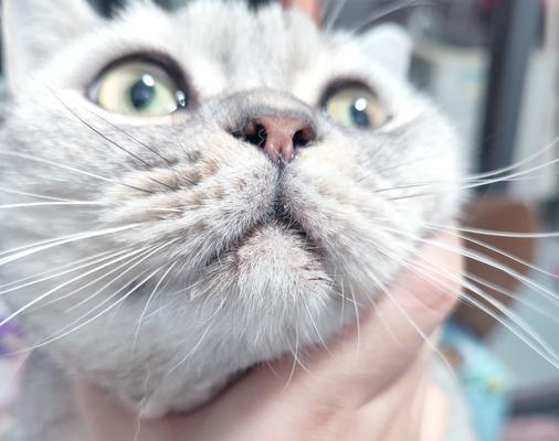 探秘猫生化之谜（从基因到行为，揭开猫科动物生命奥秘）