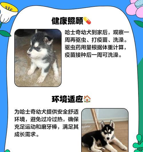 哈士奇狗狗的成长速度（从小狗到大狗，了解哈士奇的成长时间）