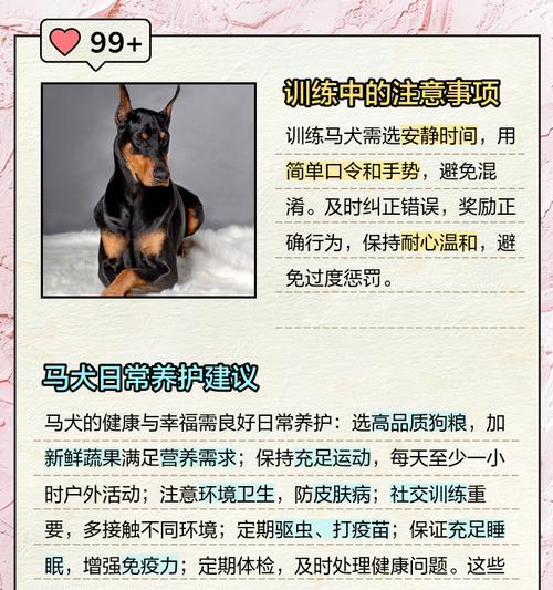 不遛狗的后果（为什么不能忽视马犬的日常锻炼？）