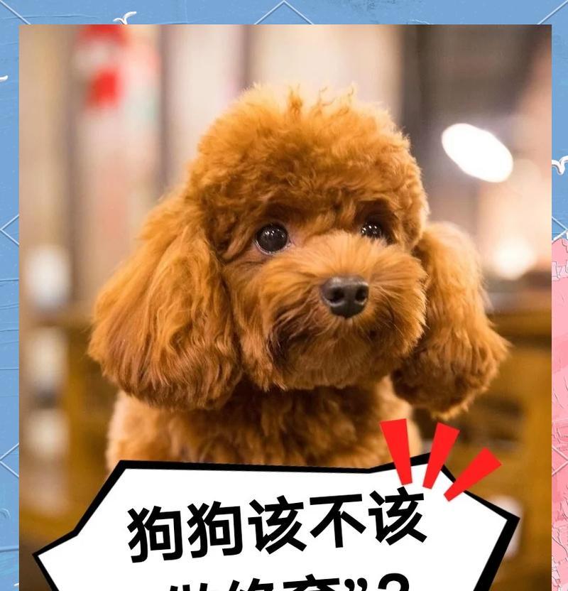 狗狗绝育方法大揭秘（保护你的宠物，选择合适的绝育方式）