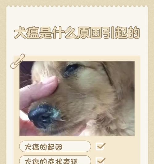 犬瘟传染后的发病期（揭秘犬瘟病毒潜伏期及其临床表现）
