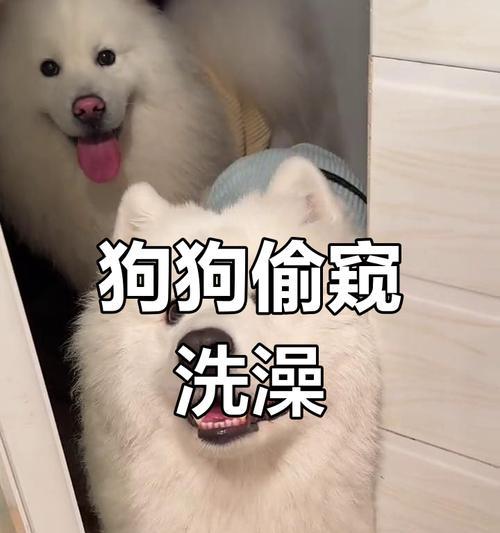 萨摩耶洗澡的最佳频率（如何确定萨摩耶洗澡的合适间隔）