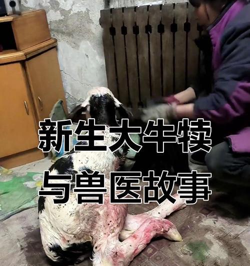 新生牛犊的急救药物和常见疾病防治（保障新生牛犊健康成长，应了解哪些急救药物以及常见疾病？）
