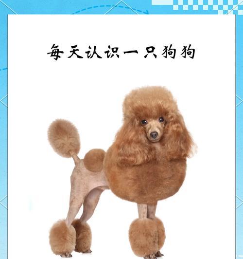 贵宾犬的优点与缺点（贵宾犬好养吗？了解其特点前再做决定）