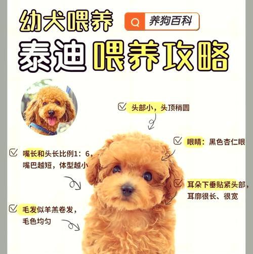 微小泰迪的眼睛睁开需要多长时间？（揭秘泰迪宝宝眼睛开启的奇妙过程）