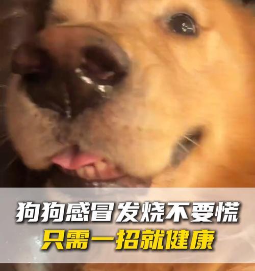 冬天到了，狗狗感冒怎么办？（狗狗感冒如何治疗？冬季护理小贴士分享）