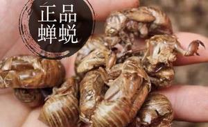 洪都拉斯卷毛的皮肤蜕变周期解析（探索洪都拉斯卷毛独特的蜕皮现象及其影响因素）