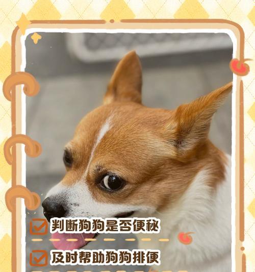 狗狗用品垃圾分类指南（正确处理狗狗粪便的方法与注意事项）