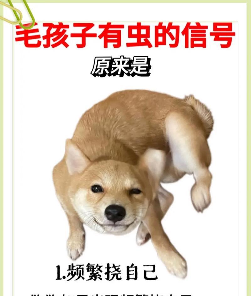 狗狗吃纸巾？探索行为背后的信号（纸巾是狗狗向主人传递信息的方法）