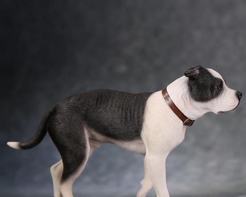 以斯塔福犬的寿命和健康问题（了解以斯塔福犬的预期寿命以及如何保持其健康）