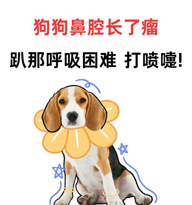 如何准确测量狗狗的呼吸次数？（掌握测量方法，关注宠物健康）