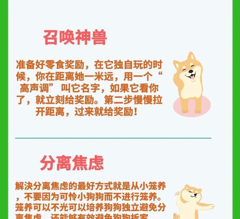 训犬师的8个小建议（以训犬师给狗主人的经验，助你成为狗狗最好的伙伴）