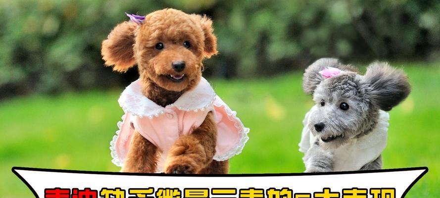 金毛犬的日常活动时间（了解金毛犬活动时间的重要性及如何管理）