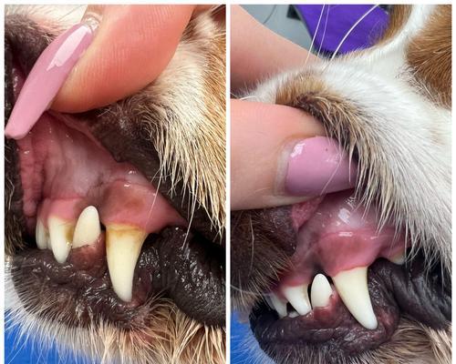 犬的口腔疾病症状详解（探究犬口腔疾病的症状及预防方法）