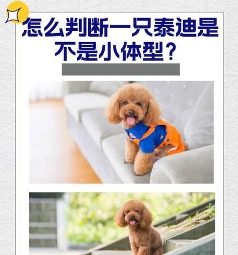 聪明可爱的小泰迪养护指南（一起学习如何给小泰迪提供最佳的喂养和关怀）