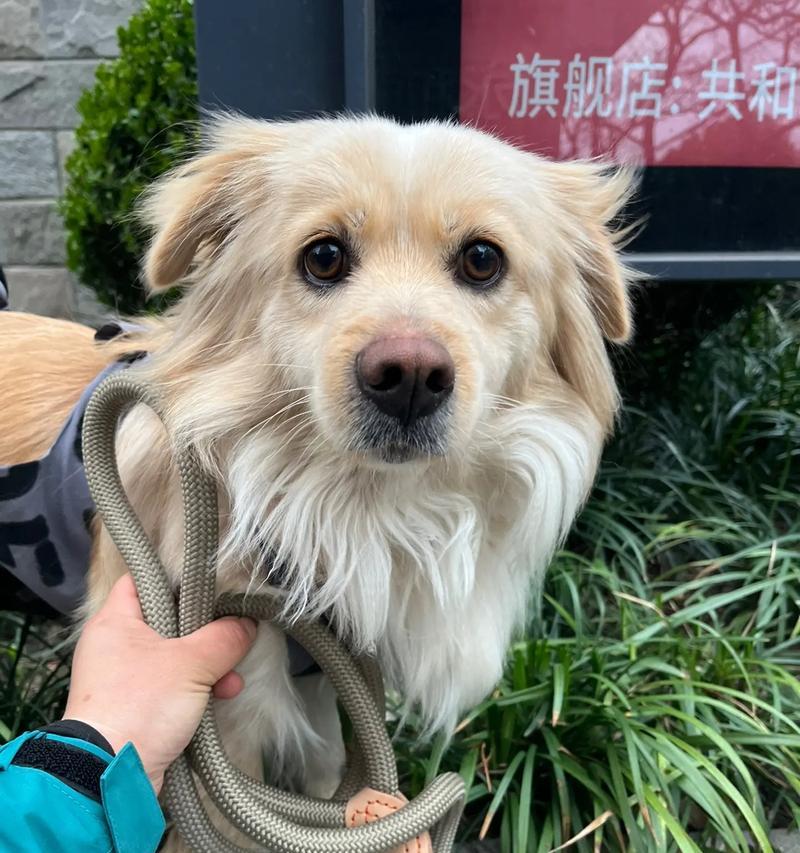 金毛犬的成年岁数是多久？（揭秘金毛犬成年岁数的真相及其关键因素）