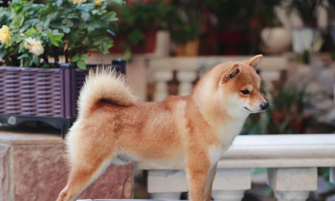 柴犬夏季护理知识（柴犬夏天会瘦吗？如何正确护理柴犬以确保其健康？）