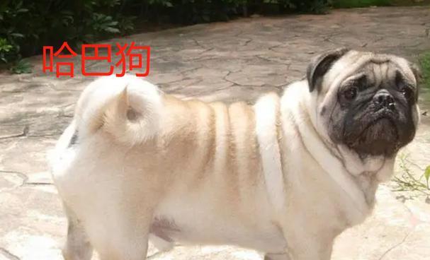 名犬世界的精灵与美景（揭开名犬世界的神秘面纱，探索其中精彩与美景）
