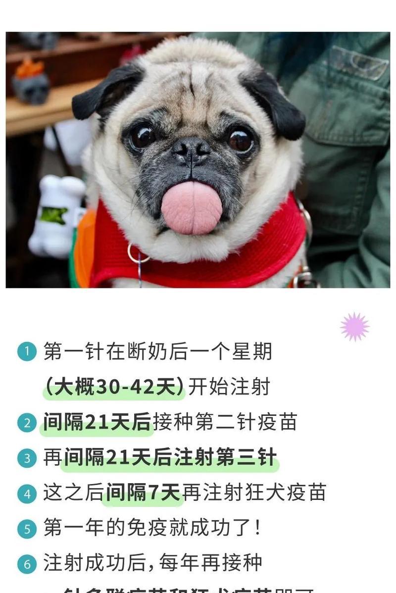 狗狗内驱后何时适宜进行疫苗接种？（疫苗接种时间表与内驱周期的关系解析）