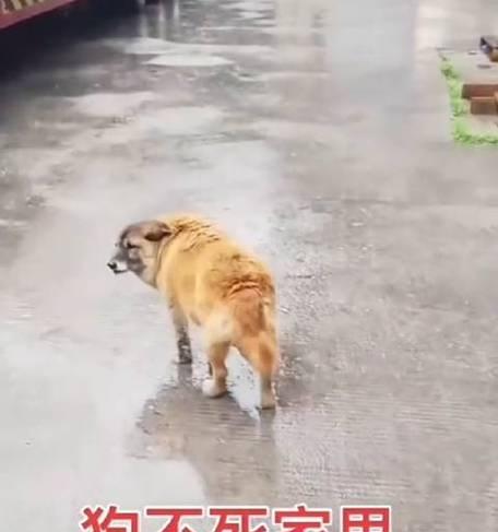狗的跑步极限（揭开狗狗跑步极限的神秘面纱）