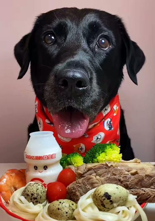 狗狗能喝酸奶吗？解析狗狗与酸奶的关系（了解狗狗饮食习惯与酸奶的成分，给狗狗喂养前需注意的事项）