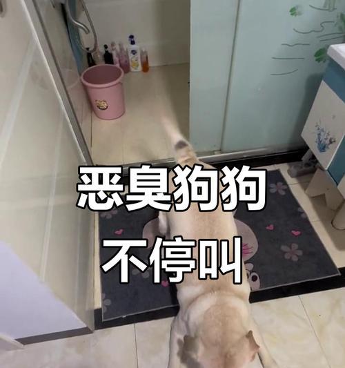 如何解决狗晚上的乱叫问题？（针对狗晚上乱叫的原因及解决方法）