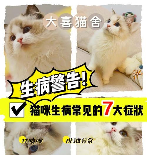 猫咪饮水不足的危害及应对措施（保护猫咪健康，喝水才是王道！）