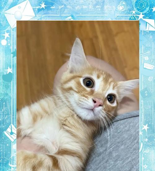 了解猫黄疸（全面分析猫黄疸的发病原因、常见症状及应对方法）