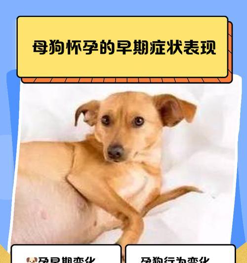 母狗分娩周期及照料方法（探讨母狗生产周期的长度和如何照料她们的新生小狗）