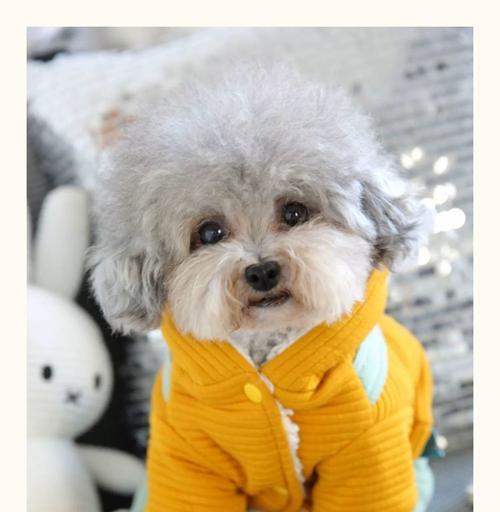 泰迪犬的冬天（如何为泰迪犬挑选合适的冬季衣物）