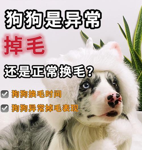 压力大的狗狗为何会掉毛？三招治好掉毛问题（了解压力与掉毛的关系，有效应对掉毛问题，改善狗狗健康）