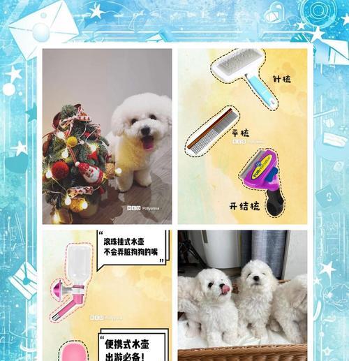 初次养比熊，如何准备并培养成一个快乐的家庭成员（初养比熊必备，经验分享帮你成为贴心主人）